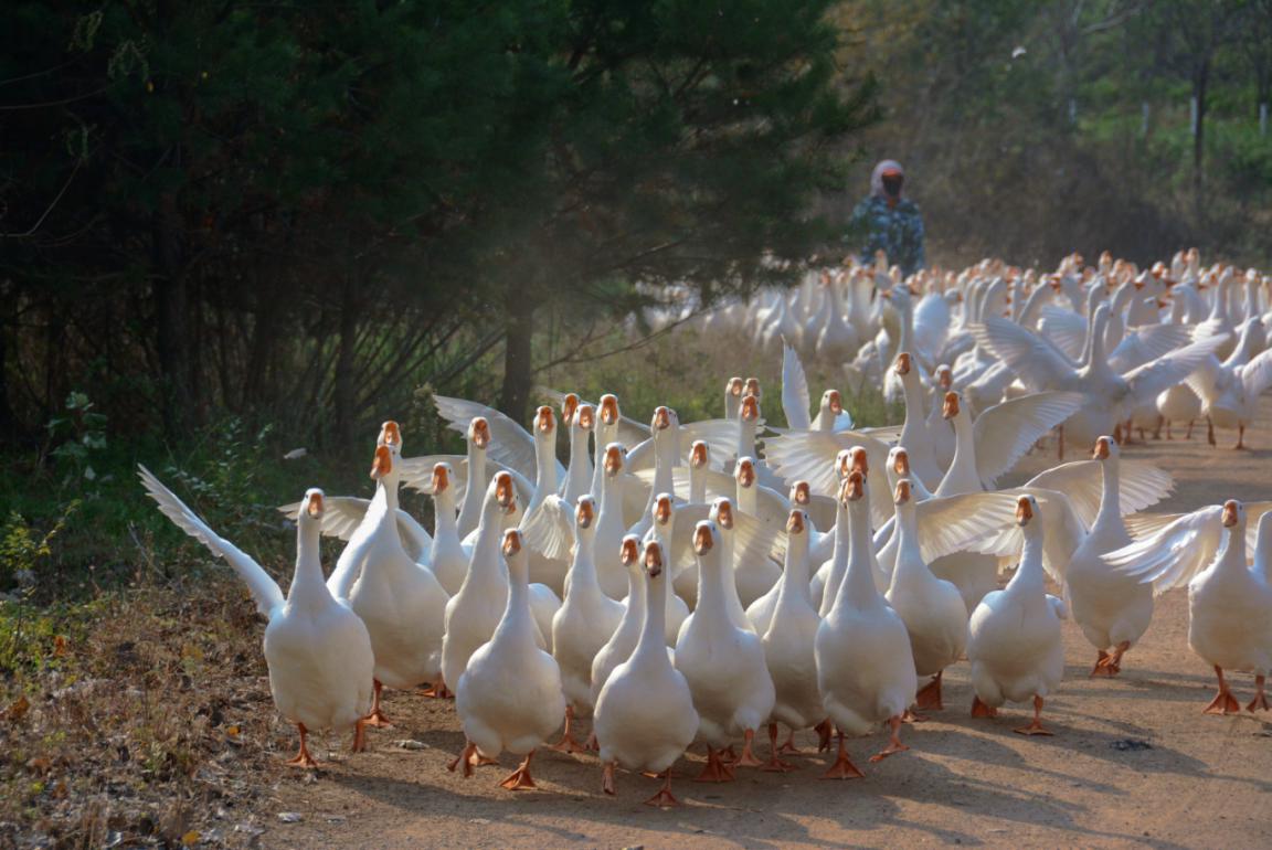 7a3ca3855dade4cbe95ee7119ef1bee